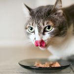 Menentukan Takaran Makanan Kucing​, Ketahui Agar Tidak Salah!