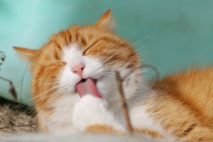 ProPlan Kucing: Nutrisi Unggul untuk Kucing Bahagia dan Sehat